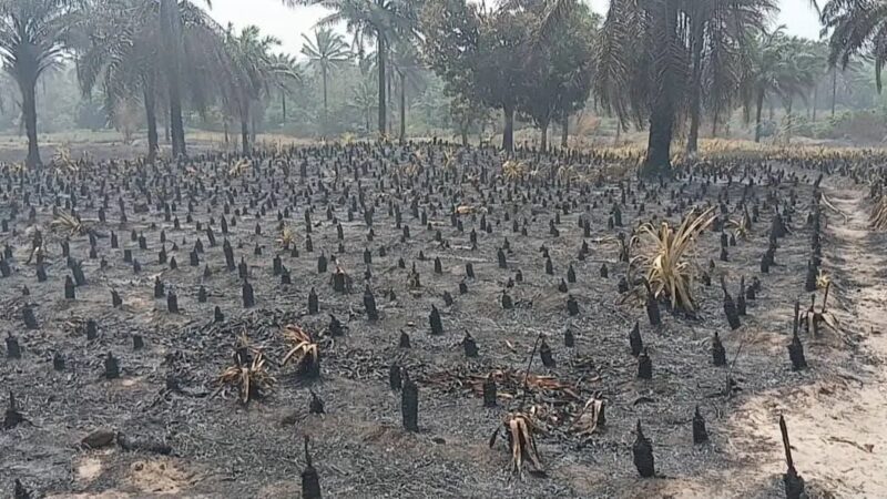 Guinée : un entrepreneur agricole perd plusieurs hectares d’ananas dans un incendie à Kindia