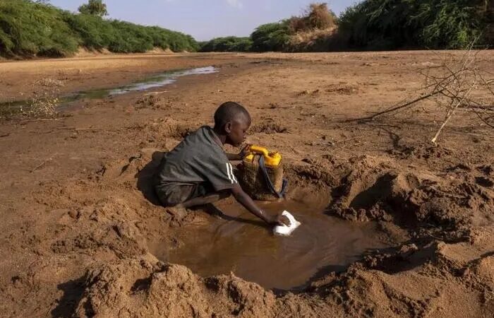 Adaptation fondée sur les écosystèmes : quand la nature devient un allié face aux changements climatiques