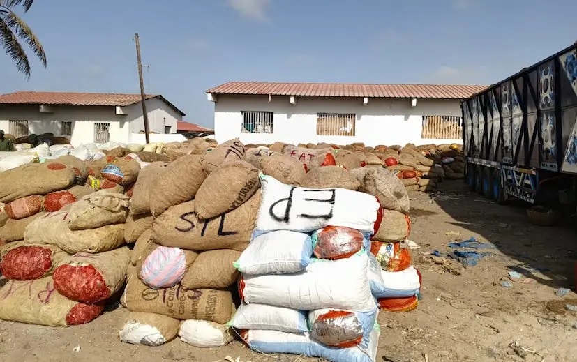 Sénégal : plus de 2 500 sacs de produits issus de juvéniles saisis
