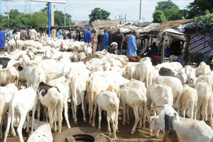 Impératifs sécuritaires à Bamako : Après le Ramadan, les parcs à bétail délocalisés vers la périphérie