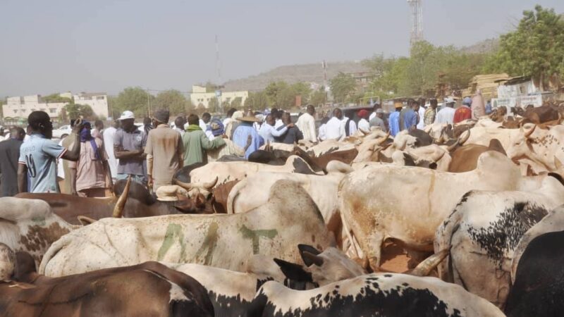 ‎Ventes promotionnelles des bœufs à l&rsquo;occasion de la Fête du Ramadan :  Le Ministre Youba Ba donne le coup d&rsquo;envoi de l&rsquo;opération.