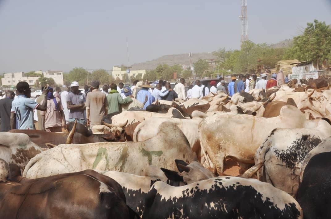 ‎Ventes promotionnelles des bœufs à l&rsquo;occasion de la Fête du Ramadan :  Le Ministre Youba Ba donne le coup d&rsquo;envoi de l&rsquo;opération.