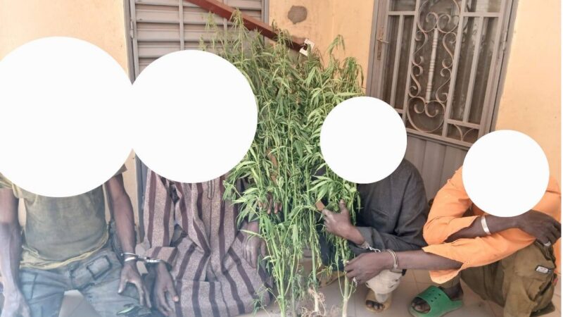 Bougouni : Coup d’arrêt pour une plantation de cannabis à Sido