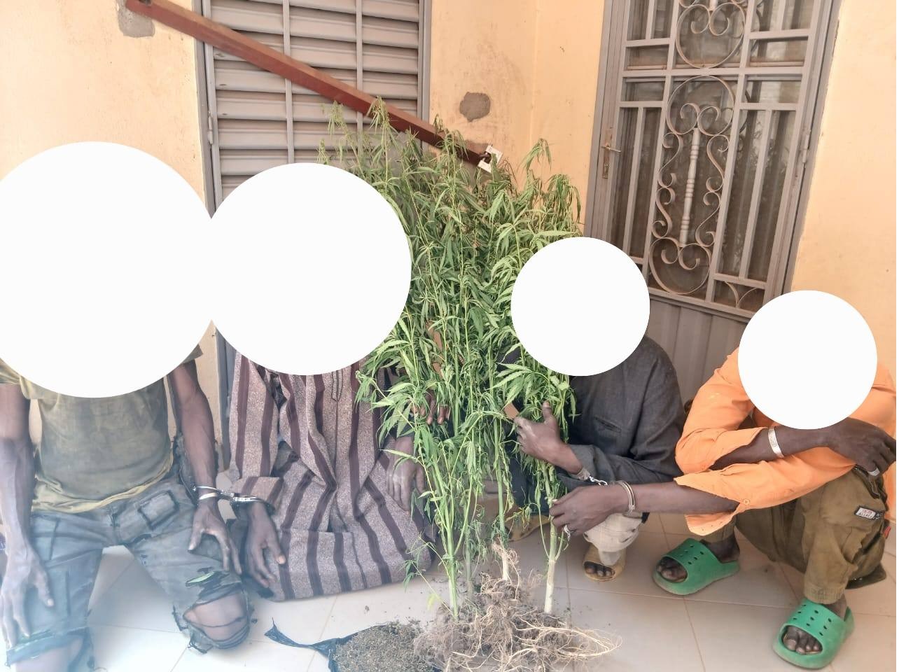 Bougouni : Coup d’arrêt pour une plantation de cannabis à Sido