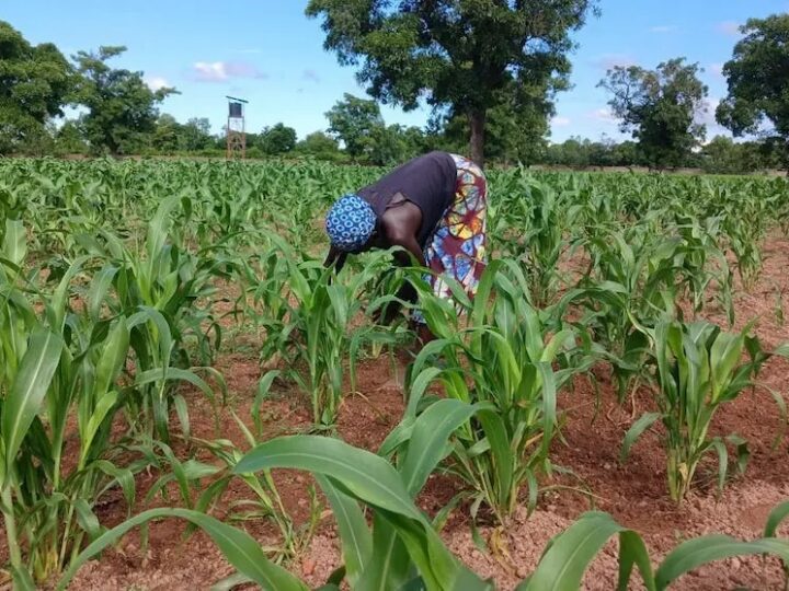 Mali : plus de 11,4 millions de tonnes de céréales attendues et de nouvelles subventions pour la campagne 2026