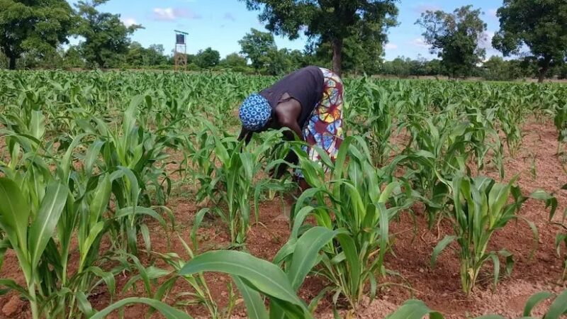 Mali : plus de 11,4 millions de tonnes de céréales attendues et de nouvelles subventions pour la campagne 2026