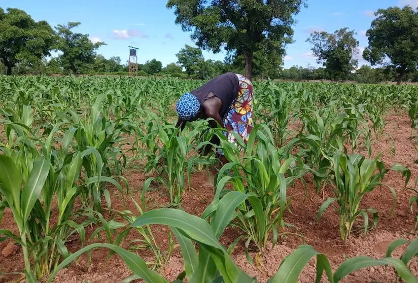 Mali : plus de 11,4 millions de tonnes de céréales attendues et de nouvelles subventions pour la campagne 2026