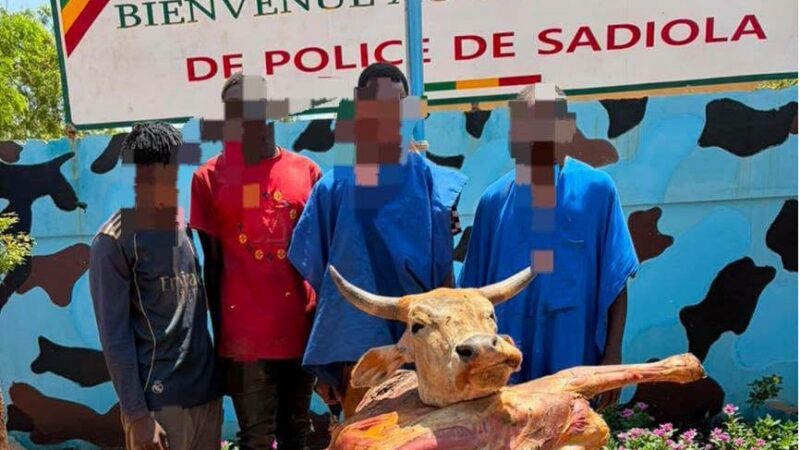 Sadiola : quatre présumés voleurs de bétail arrêtés par la Police