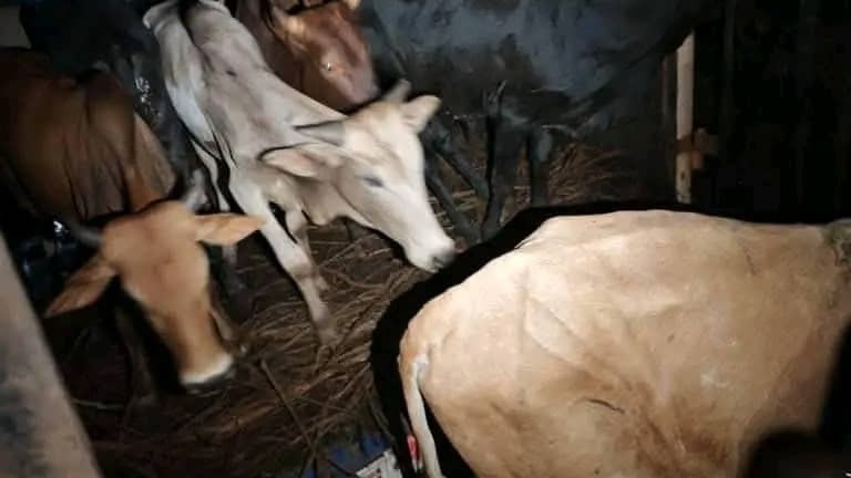 Kéniéba : plusieurs camions de bétail destinés à l’exportation illégale saisis