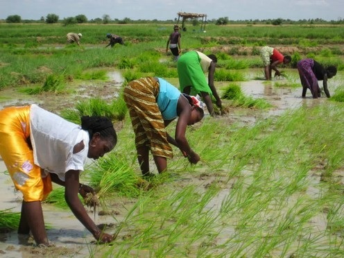 Projet de budget 2027 : Le monde rural sevré de plus de 41 % de ses crédits d’appui